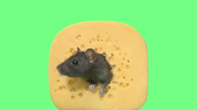 funny rat head and cheese on green screen
