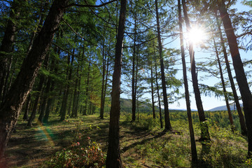 Obraz premium sunrise in the pine trees forest