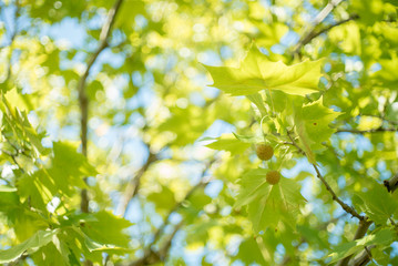 スズカケノキの葉と実