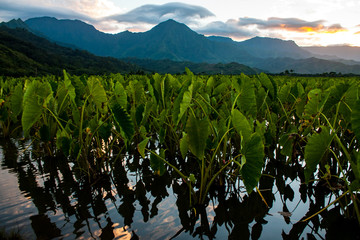 Sunset Over the Poi Fields of Kauai  - obrazy, fototapety, plakaty