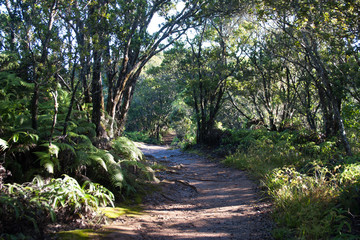 Fototapeta na wymiar The Path of Kokee State Park Kauai 