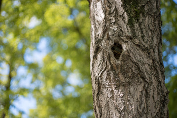 Obraz premium 木の穴、うろ