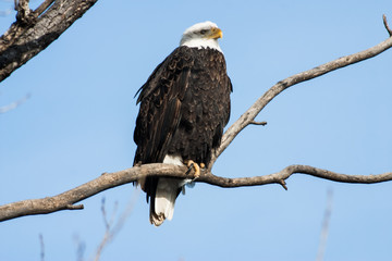 A Sunning Bald Eagle