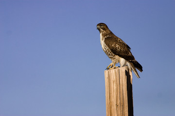 Red-tailed Hawk
