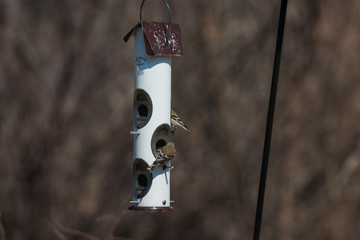 A Filled Bird Feeder
