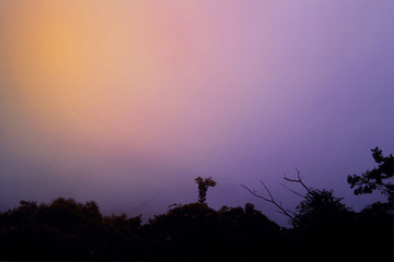 forest Misty with tree silhouette