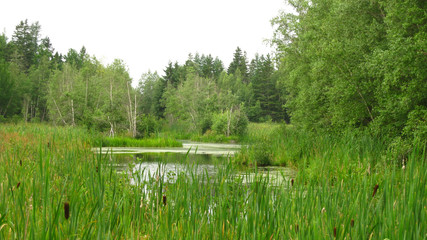 Hidden Ponds