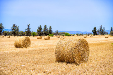 Fototapeta premium Hay rolls on the field with mountain view