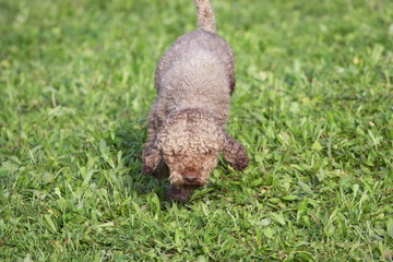 cani alla ricerca del tartufo