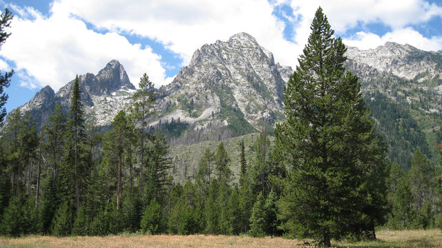 Pines and Tetons