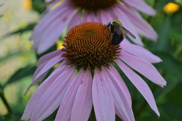 Bee on a Flower