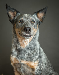 Australian Cattle dog portrait