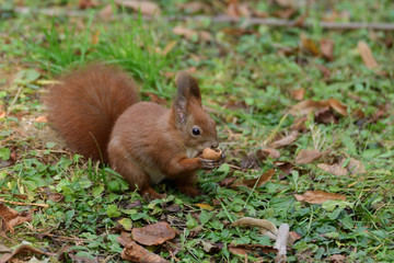 Naklejka na ściany i meble the squirrel hides the walnuts in the ground for the winter