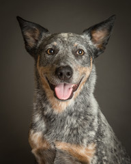 Happy Australian Cattle dog