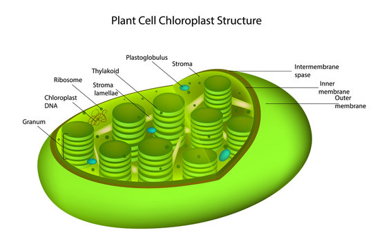 Structure Chloroplast