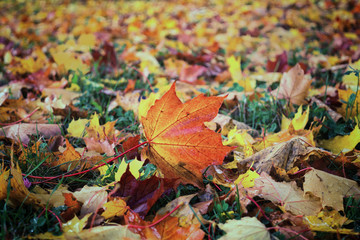 Autumn colorful leaves. Slovakia