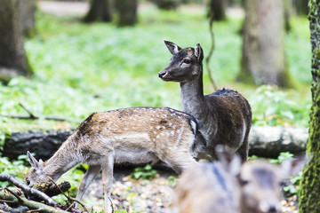 European red deer in the forest