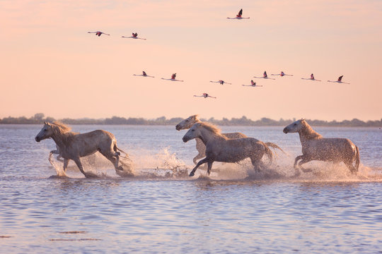 Beautiful white horses running on the water against the background of flying flamingos at soft sunset light, Parc Regional de Camargue, Bouches-du-rhone, Provence - Alpes - Cote d'Azur, south France