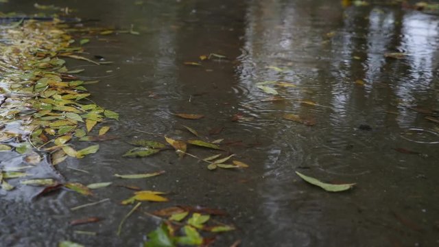 drops of fallen leaves in a puddle with fallen leaves. 4k, the delayed shooting.