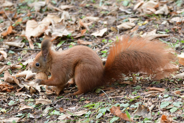 the squirrel hides the walnuts in the ground for the winter