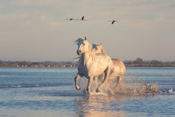 Beautiful white horses running on the water against the background of flying flamingos at soft...