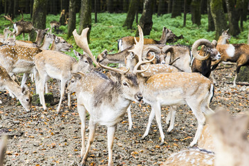 herd of deer in the forest