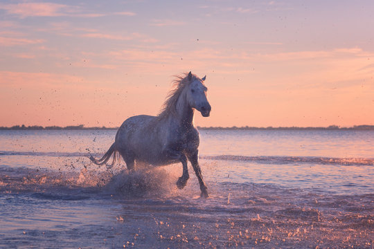 Beautiful white horse galloping on the water at soft sunset light, Parc Regional de Camargue, Bouches-du-rhone department, Provence - Alpes - Cote d'Azur region, south France