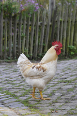 hahn geht auf einer kopfsteinpflasterstrasse