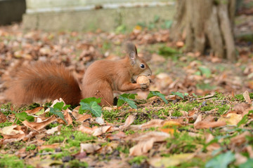 the squirrel hides the walnuts in the ground for the winter