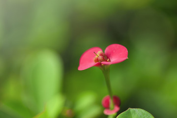 Crown of Thorn Flower