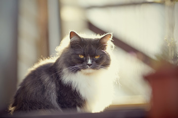 Cat of a smoky color with yellow eyes, lit with the sun.