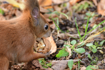 the squirrel hides the walnuts in the ground for the winter