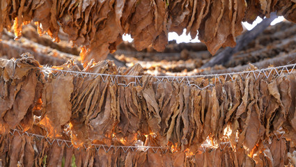 Tobacco leaves drying in the shed.