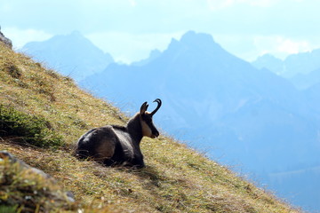 Gams in den bayrischen alpen