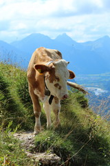 K&auml;lbchen in den bayrischen Bergen