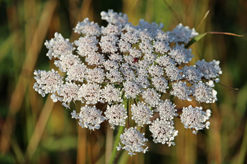 Hogweed flower