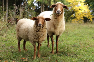Zwei Schafe schauen in die Kamera