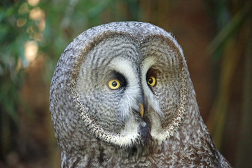 Great grey owl