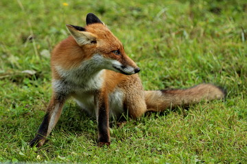 Rotfuchs sitzend im Gras