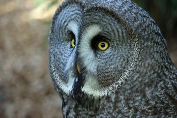 Great grey owl
