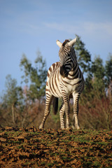 Maneless zebra foal © JohnatAPW