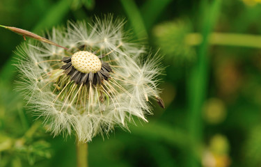 Beautiful Dandelion flower waiting the wind in garden