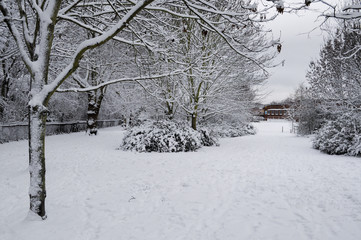 Trees covered with snow