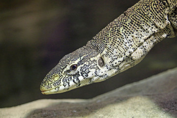 Nile monitor lizard