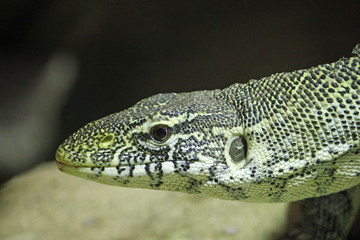 Nile monitor lizard