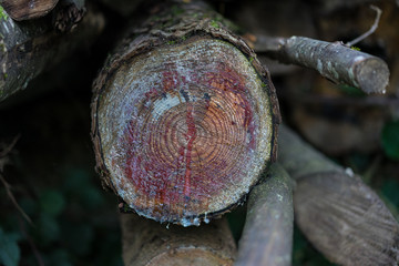 Wooden tree trunk close up front view structure
