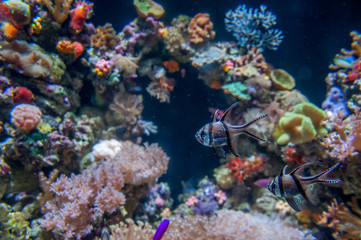 petits poissons et coraux multicolores