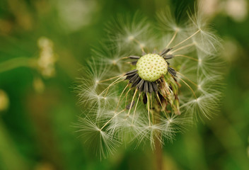 Beautiful Dandelion flower waiting the wind in garden