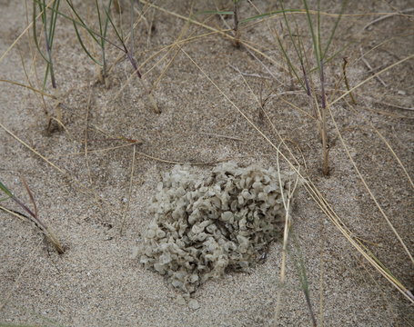 Grappe d’œufs de bulot sur la plage.