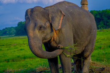 Close up of beautiful sad elephant chained in a wooden pillar at outdoors, in Chitwan National Park, Nepal, sad paquiderm in a nature background, animal cruelty concept